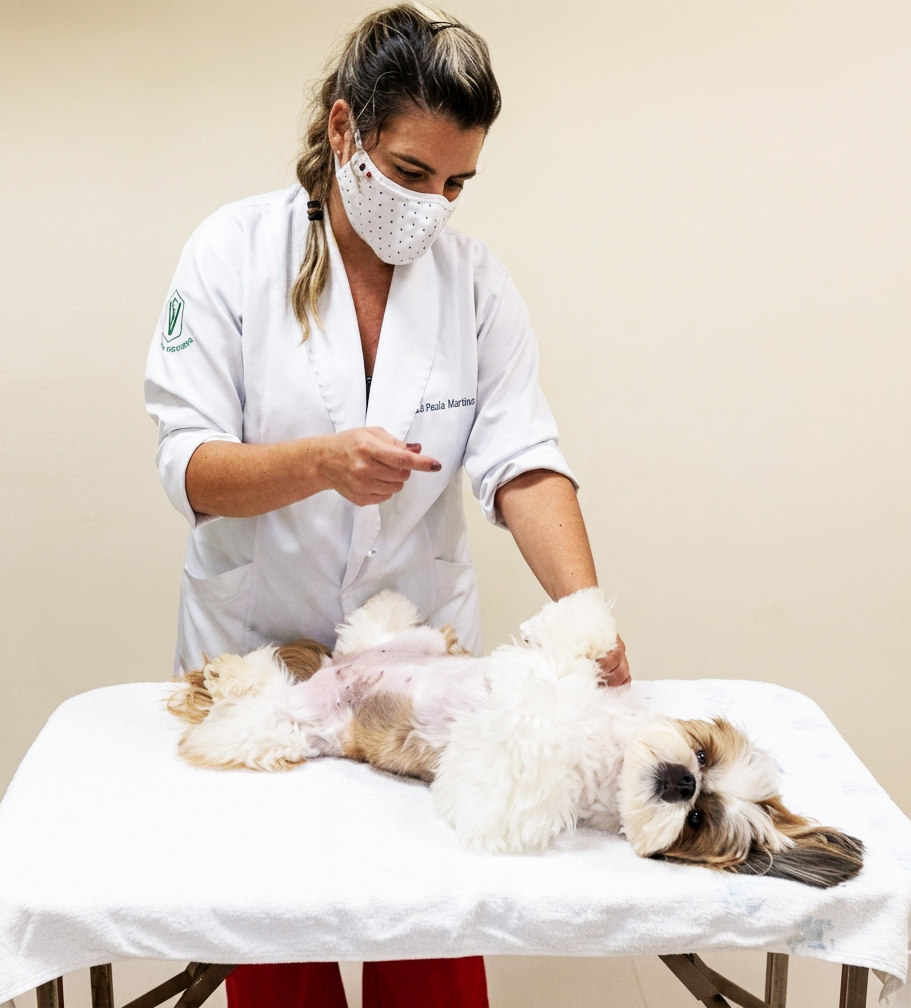 Grooming canino com atenção e sensibilidade na Girassol Pets em Cascais e Oeiras