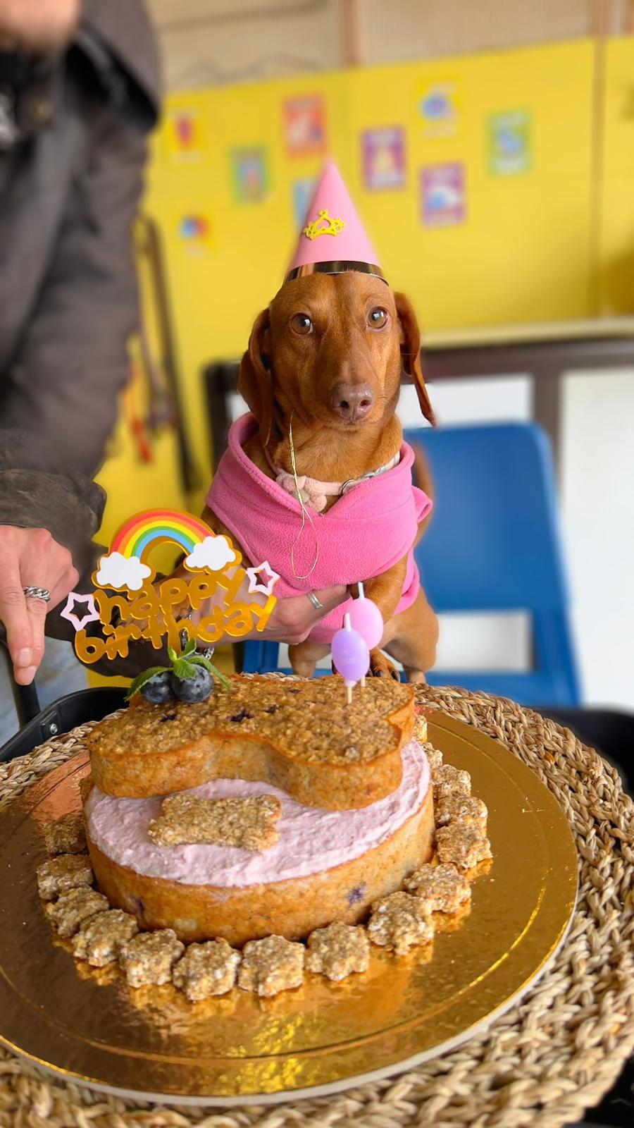 CakeDog artesanal para aniversário de cão em Oeiras